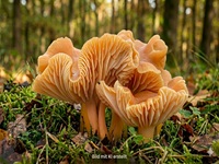 Orangefarbener Wiesen-Ellerling